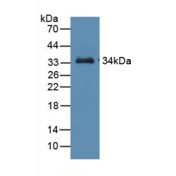 Retinol Binding Protein 3, Interstitial (RBP3) Antibody