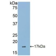 Western blot analysis of recombinant Human SIGLEC7.