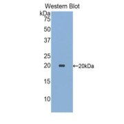 abx104098
