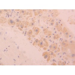 Sialic Acid-Binding Ig-Like Lectin 9 (SIGLEC9) Antibody