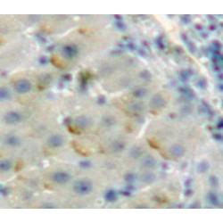 Sialic Acid-Binding Ig-Like Lectin 9 (SIGLEC9) Antibody