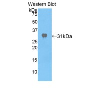 Western blot analysis of the recombinant protein.