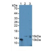 Western blot analysis of (1) Mouse Lymphocyte Cells, (2) Human Leukocyte Cells and (3) Mouse Thymus Tissue.