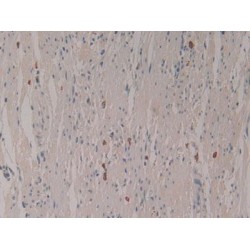 Liver Expressed Antimicrobial Peptide 2 (LEAP2) Antibody