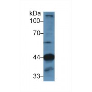 Western blot analysis of Mouse Skeletal muscle lysate, using Human LAMP2 Antibody (1 µg/ml) and HRP-conjugated Goat Anti-Rabbit antibody (<a href="https://www.abbexa.com/index.php?route=product/search&amp;search=abx400043" target="_blank">abx400043</a>, 0.2 µg/ml).