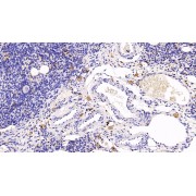 IHC-P analysis of Rat Ovary Tissue, with DAB staining, using Mouse Anti-Rat CCL3 Antibody (30 µg/ml) and HRP-conjugated Goat Anti-Mouse antibody (<a href="https://www.abbexa.com/index.php?route=product/search&amp;search=abx400001" target="_blank">abx400001</a>, 2 µg/ml).