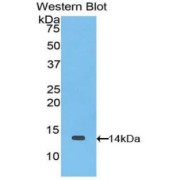Western blot analysis of the recombinant protein.