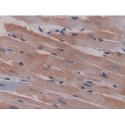 Macrophage Inflammatory Protein 1 Gamma (MIP1g) Antibody