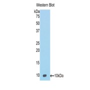 Western blot analysis of the recombinant protein.