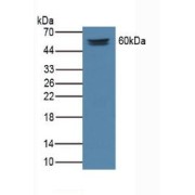 Western blot analysis of Rat Serum Tissue.
