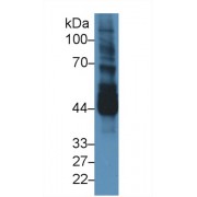 Western blot analysis of Mouse Testis lysate, using Mouse NEK2 Antibody (3 µg/ml) and HRP-conjugated Goat Anti-Rabbit antibody (<a href="https://www.abbexa.com/index.php?route=product/search&amp;search=abx400043" target="_blank">abx400043</a>, 0.2 µg/ml).