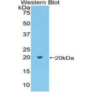 abx104151