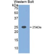 Western blot analysis of the recombinant protein.