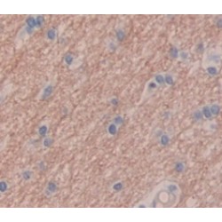 Glutamate Receptor Interacting Protein 1 (GRIP1) Antibody