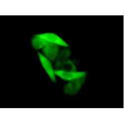 Glyceraldehyde-3-Phosphate Dehydrogenase (GAPDH) Antibody
