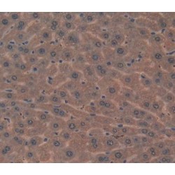Glyceraldehyde-3-Phosphate Dehydrogenase (GAPDH) Antibody
