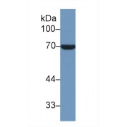 Western blot analysis of Human HeLa cell lysate, using Human HSPA1L Antibody (1 µg/ml) and HRP-conjugated Goat Anti-Rabbit antibody (<a href="https://www.abbexa.com/index.php?route=product/search&amp;search=abx400043" target="_blank">abx400043</a>, 0.2 µg/ml).