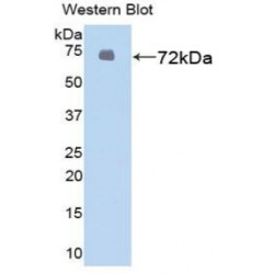 Heat Shock 70 kDa Protein 1 Like Protein (HSPA1L) Antibody