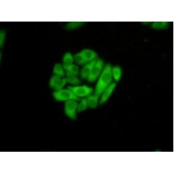 Heat Shock 70 kDa Protein 1 Like Protein (HSPA1L) Antibody