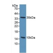 Western blot analysis of Mouse Sp2/0 Cells.