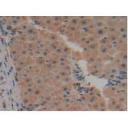 Urokinase Plasminogen Activator Surface Receptor (PLAUR) Antibody
