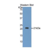 abx104186