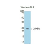 Western blot analysis of the recombinant protein.