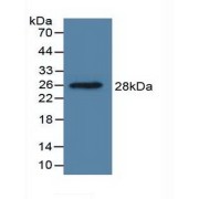 Western blot analysis of recombinant Human DDAH1.