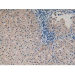 Hydroxymethylglutaryl-CoA Synthase, Cytoplasmic (HMGCS1) Antibody