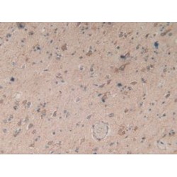 Hydroxymethylglutaryl-CoA Synthase, Cytoplasmic (HMGCS1) Antibody