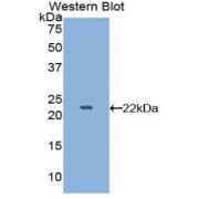 Western blot analysis of the recombinant protein.