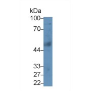 Western blot analysis of Human Liver lysate, using Human LpPLA2 Antibody (5 µg/ml) and HRP-conjugated Goat Anti-Rabbit antibody (<a href="https://www.abbexa.com/index.php?route=product/search&amp;search=abx400043" target="_blank">abx400043</a>, 0.2 µg/ml).