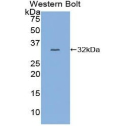 V-Myb Myeloblastosis Viral Oncogene Homolog (MYB) Antibody
