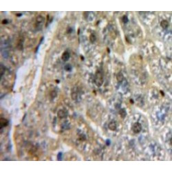V-Myb Myeloblastosis Viral Oncogene Homolog (MYB) Antibody