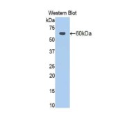 Western blot analysis of the recombinant protein.