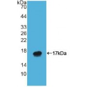 Western blot analysis of recombinant Human ATP4a.