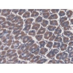 ATPase, H+/K+ Exchanging Alpha Polypeptide (ATP4a) Antibody