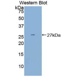 C-Type Lectin Domain Family 13, Member A (CLEC13A) Antibody