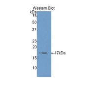 Western blot analysis of the recombinant protein.