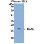 Western blot analysis of recombinant Rat GDNF protein.