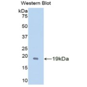 Western blot analysis of recombinant Mouse GDNF.