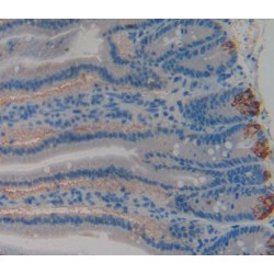Glycoprotein Ib Beta Polypeptide, Platelet (GP1Bb) Antibody