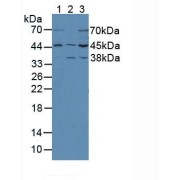 Western blot analysis of (1) Mouse Brain Tissue, (2) Mouse Kidney Tissue and (3) Rat Brain Tissue.