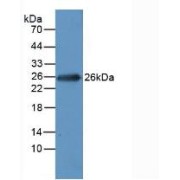 Western blot analysis of Rat Heart Tissue.