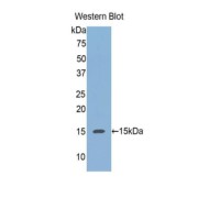 Western blot analysis of the recombinant protein.