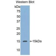 Western blot analysis of recombinant Human REG3a.