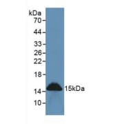 Western blot analysis of Rat Intestine Tissue.