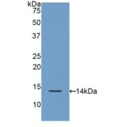 Regenerating Islet Derived Protein 3 Gamma (REG3g) Antibody