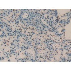 Regenerating Islet Derived Protein 3 Gamma (REG3g) Antibody