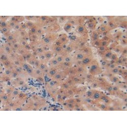 Carboxypeptidase B2 / TAFI (CPB2) Antibody